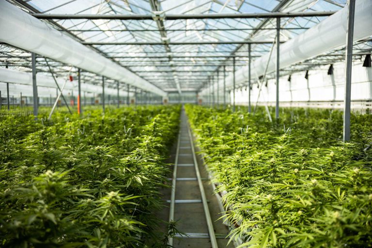 Greenhouse CO2 Enrichment » Durable Enerdes Reinders®