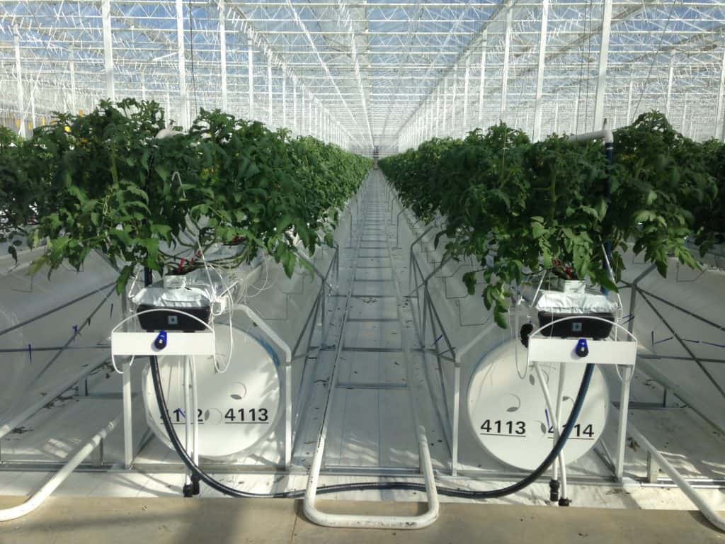 Fogging Systems for greenhouses Enerdes Reinders Corporation®
